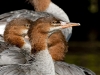 Common Merganser 07