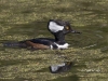Hooded Merganser 01