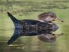 Hooded Merganser 02