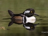 Hooded Merganser 03