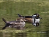 Hooded Merganser 04