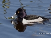 Ring Necked Duck 01