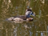 Ring Necked Duck 02
