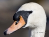 Mute Swan 01