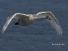 Mute Swan 02