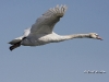 Mute Swan 03