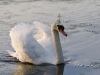 Mute Swan 04