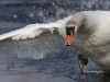 Mute Swan 05