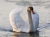 Mute Swan 06