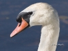 Mute Swan 07