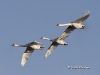 Mute Swan 08
