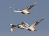 Mute Swan 09