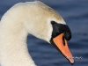 Mute Swan 12