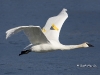 Trumpeter Swan 01