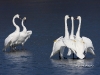 Trumpeter Swan 03