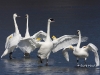 Trumpeter Swan 04