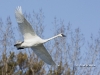 Trumpeter Swan 05