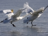 Trumpeter Swan 06
