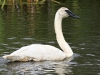 Tundra Swan 01