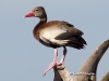 Black Bellied Whistling Duck 01