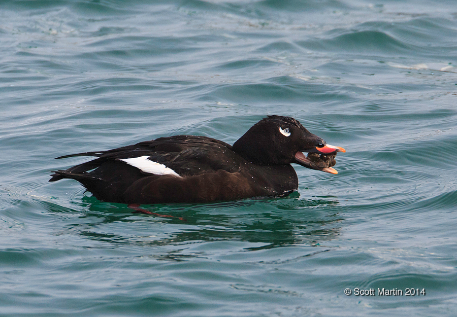 White-winged Scoter 01