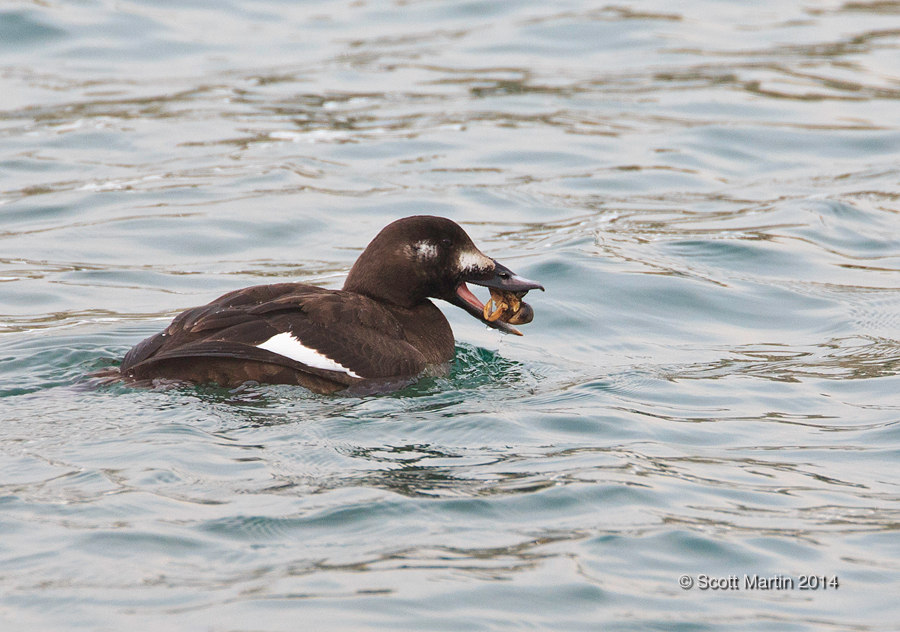 White-winged Scoter 02