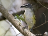 blue-headed-vireo-01