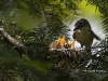 blue-headed-vireo-06