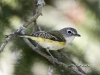 blue-headed-vireo-02