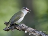 red-eyed-vireo-torrance