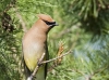 waxwing-01