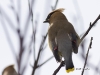 waxwing-02