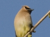 waxwing-03