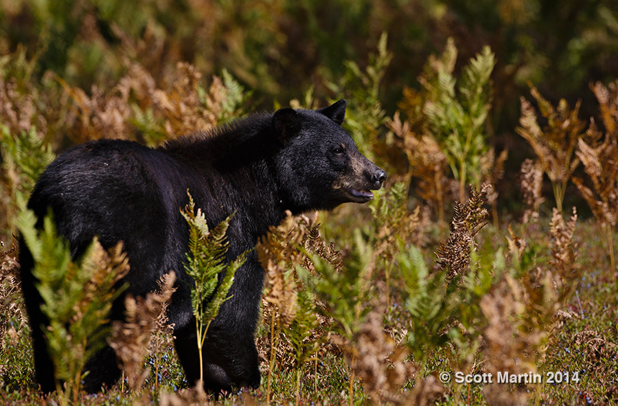 Black Bear 08