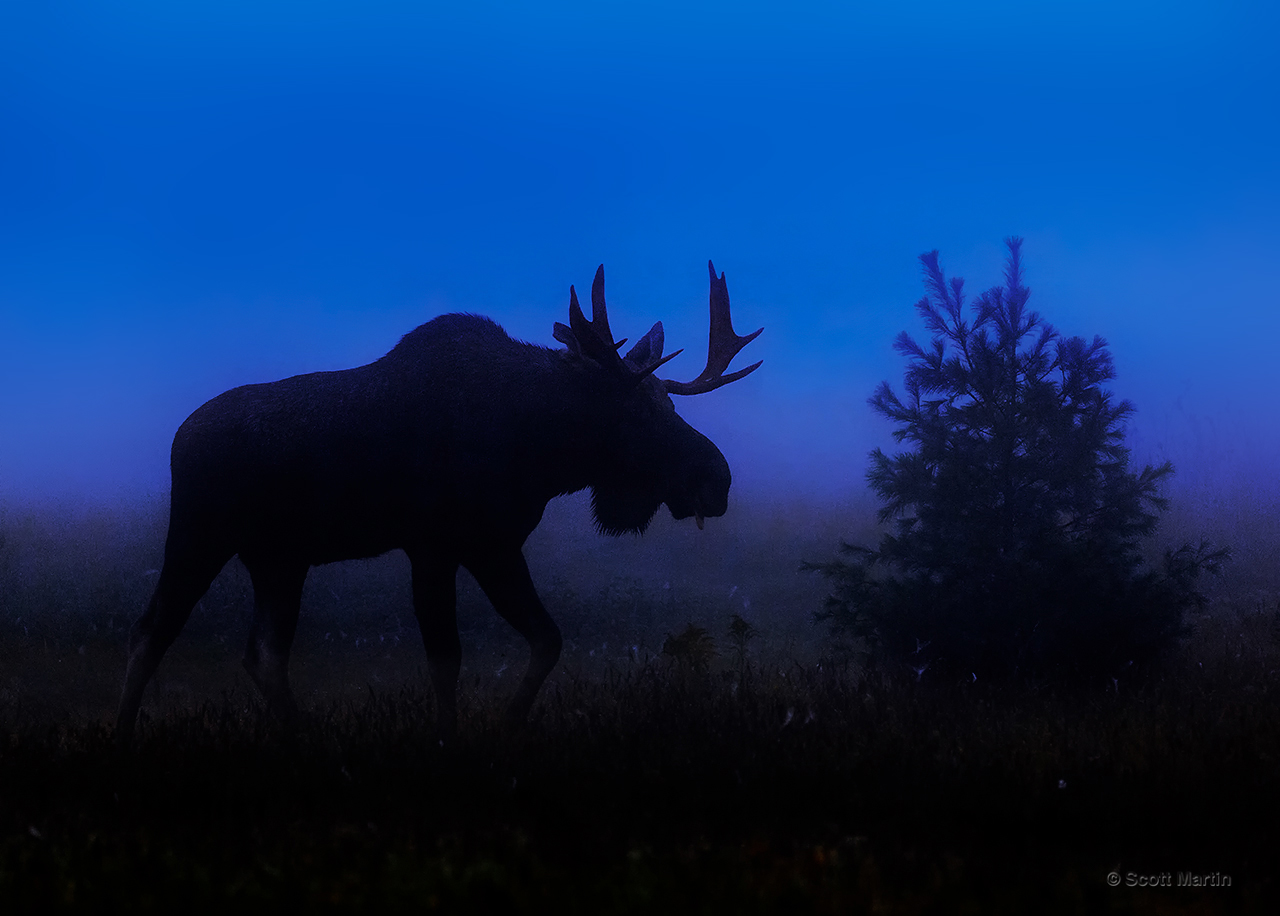 Moose_0022