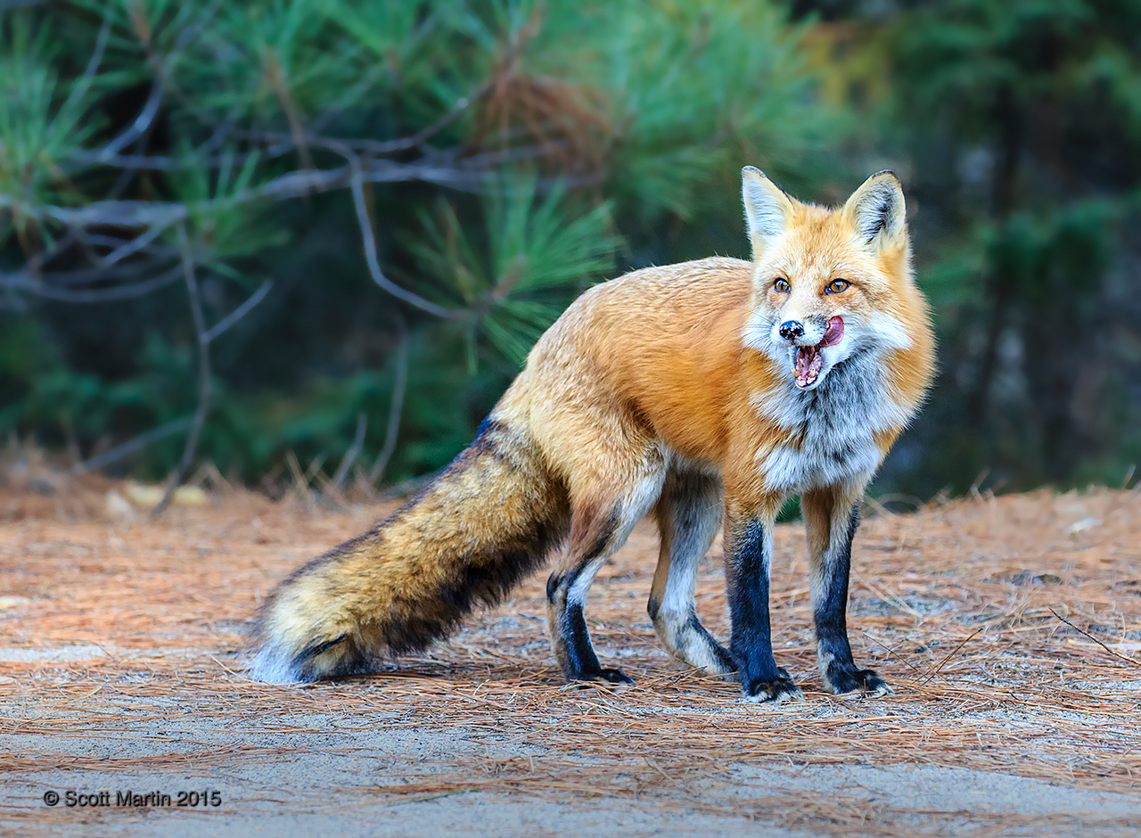 Red Fox _036