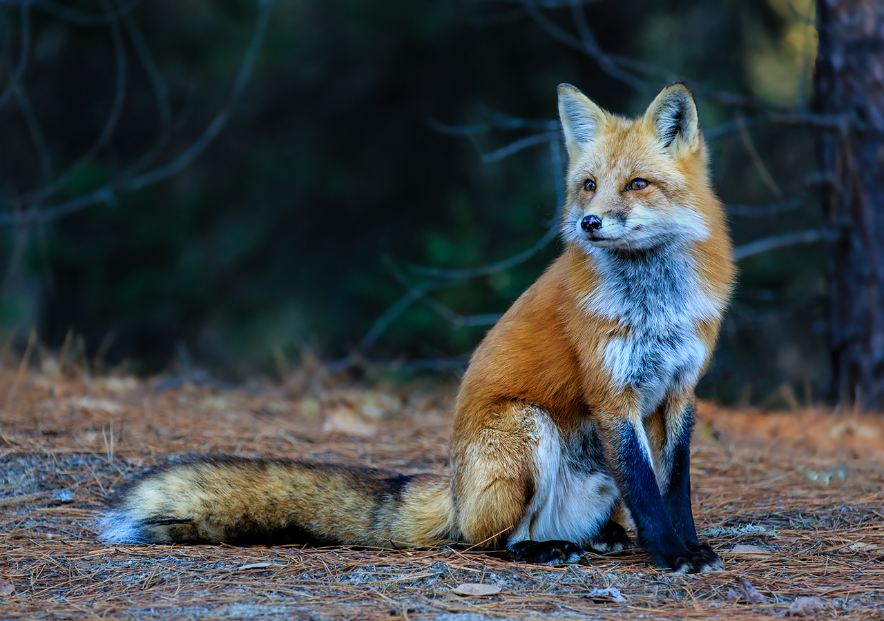 Red Fox _070