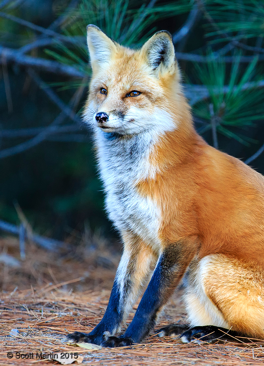 Red Fox _112