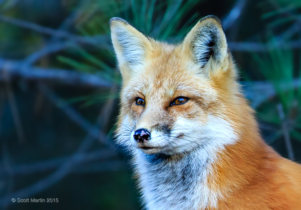 Red Fox _113