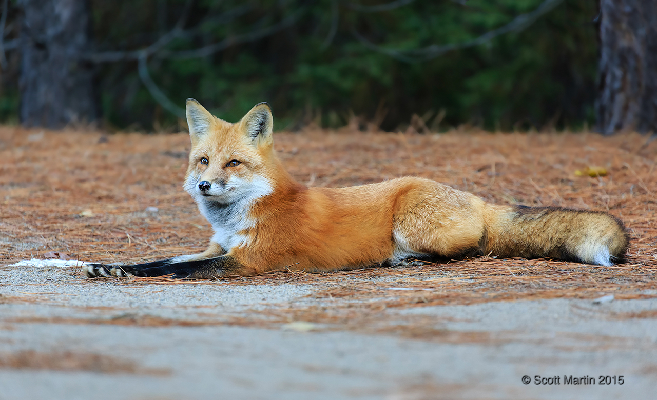 Red Fox _123