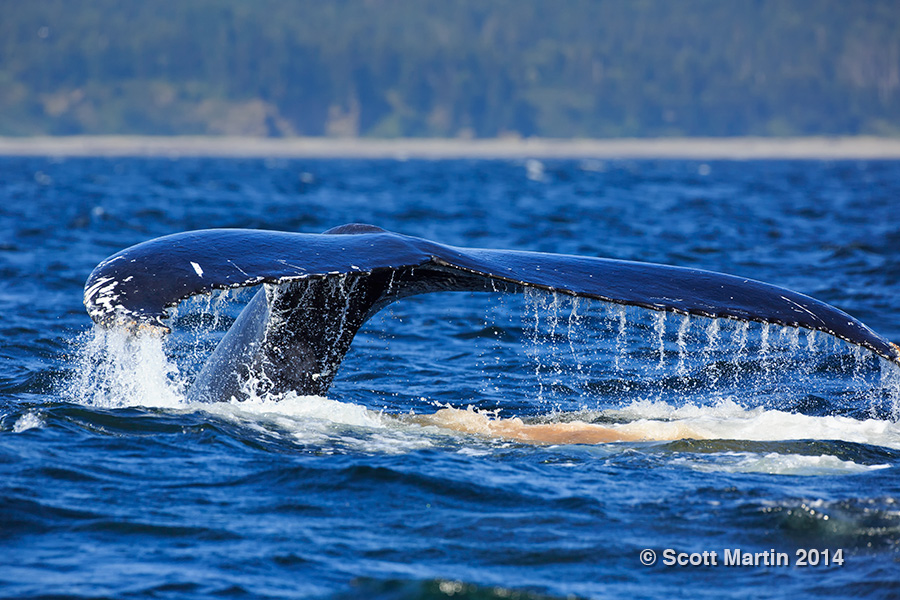 Humpback Whale 10
