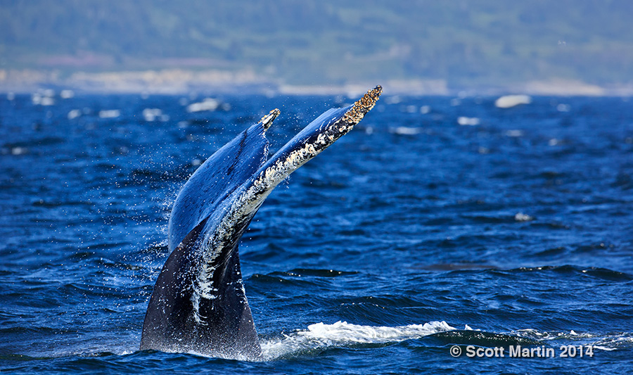 Humpback Whale 03