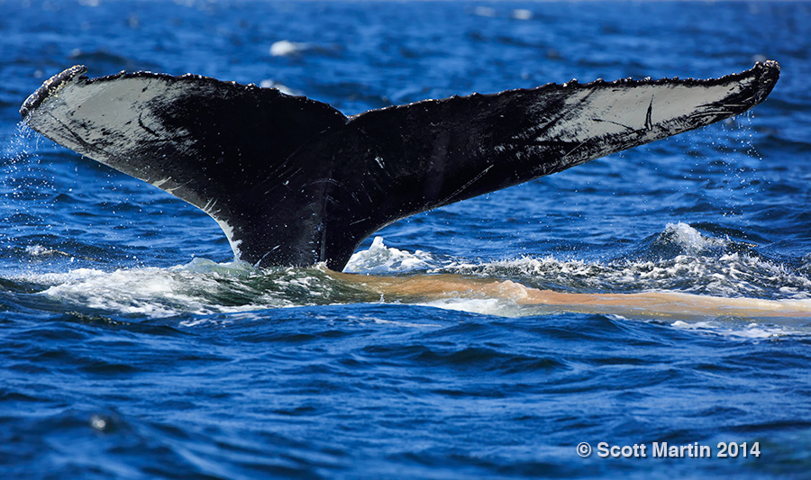 Humpback Whale 07