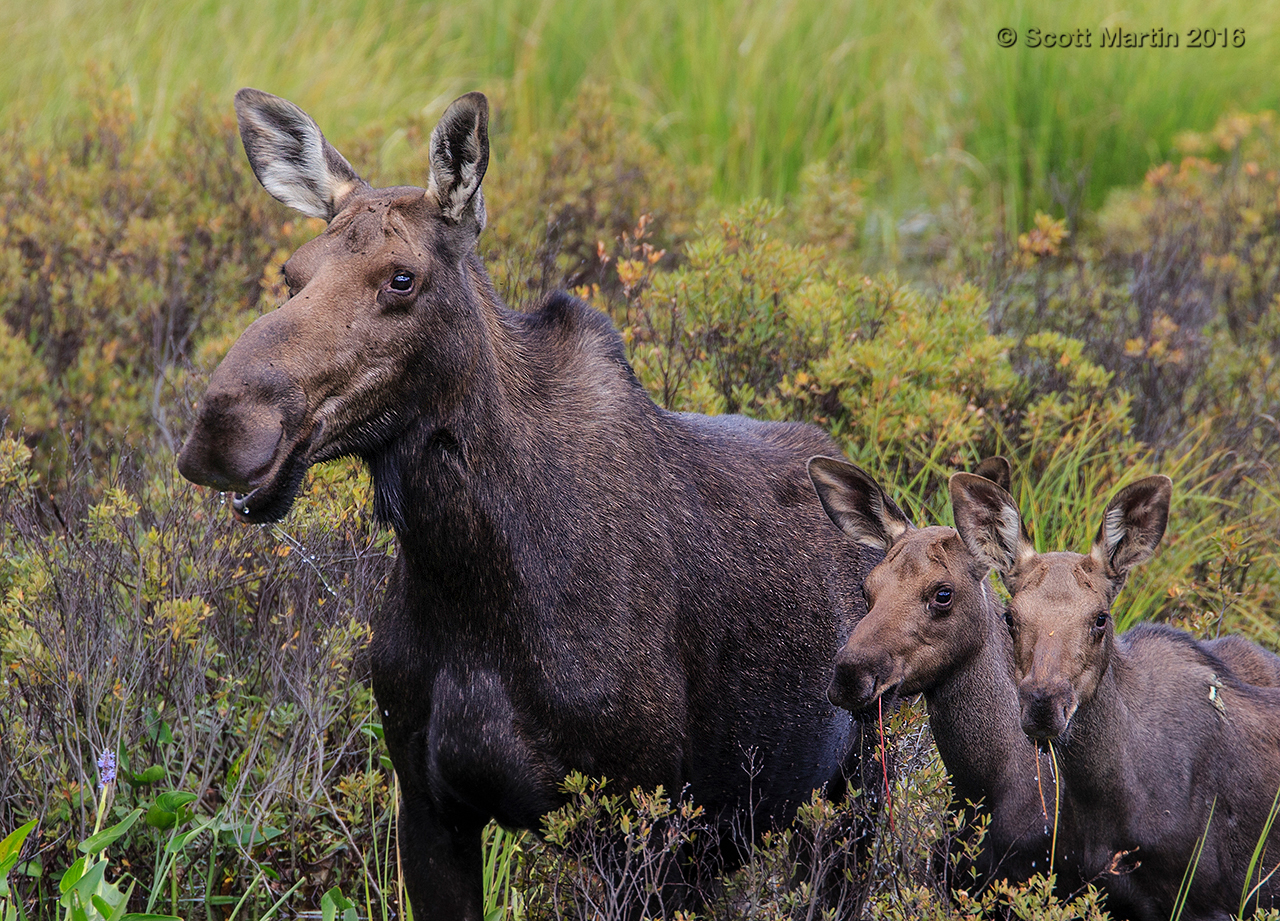 Moose 20160826_0074