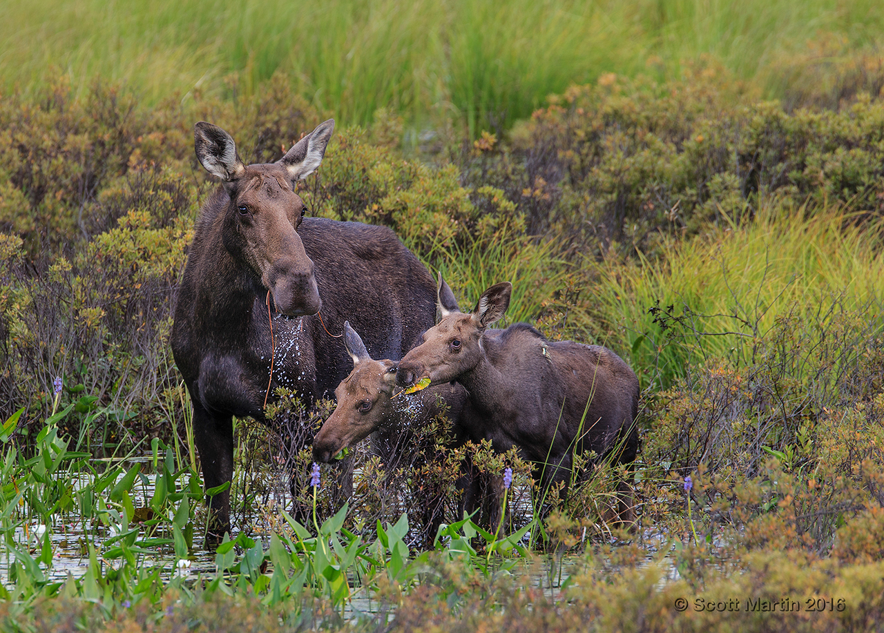 Moose 20160826_0103