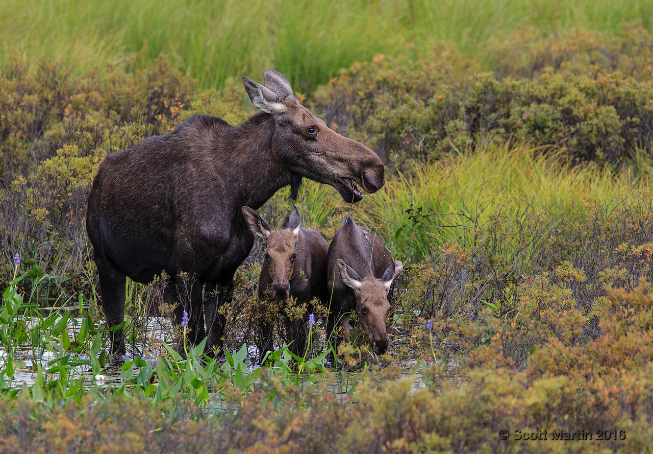 Moose 20160826_0116