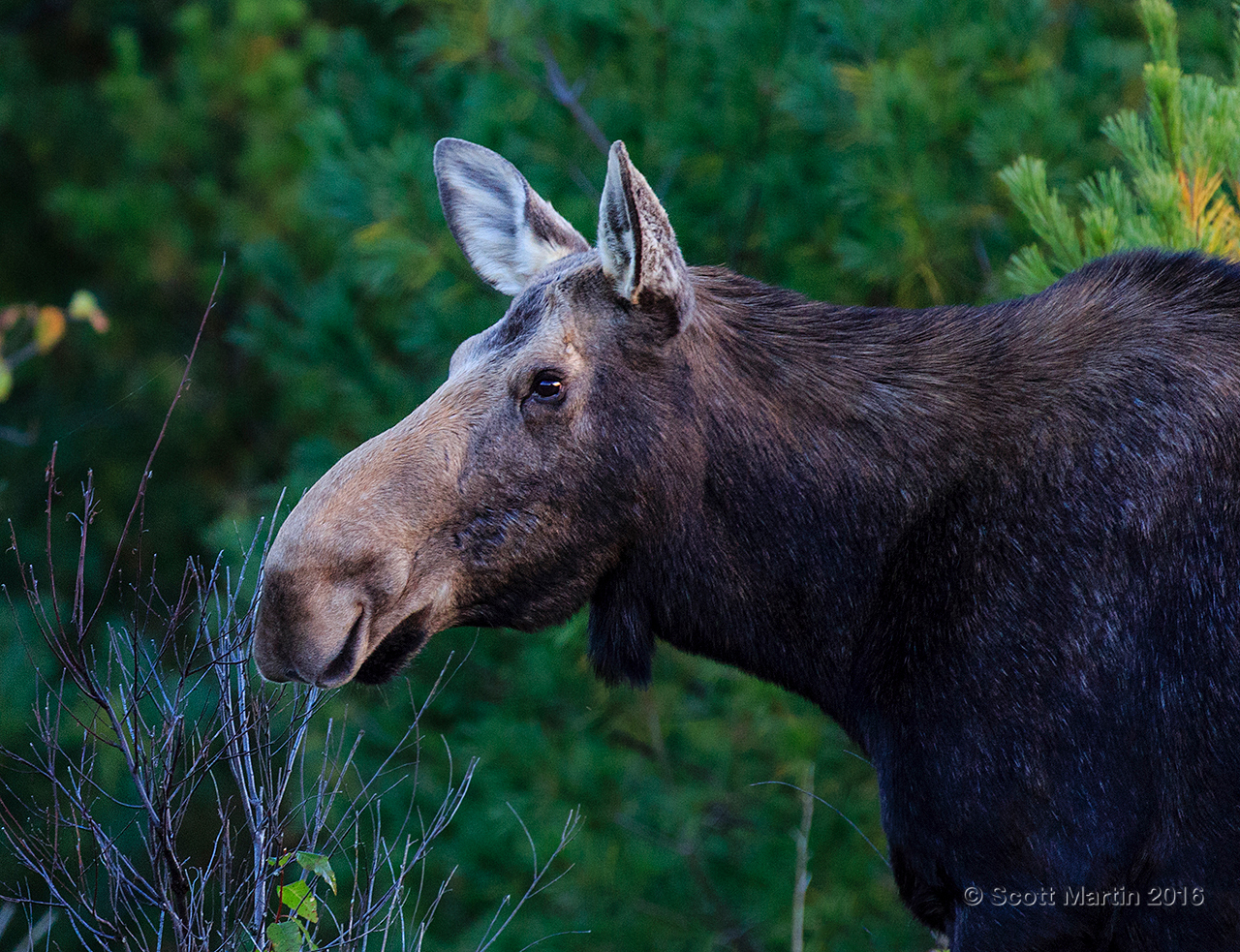 Moose 20160930_0015