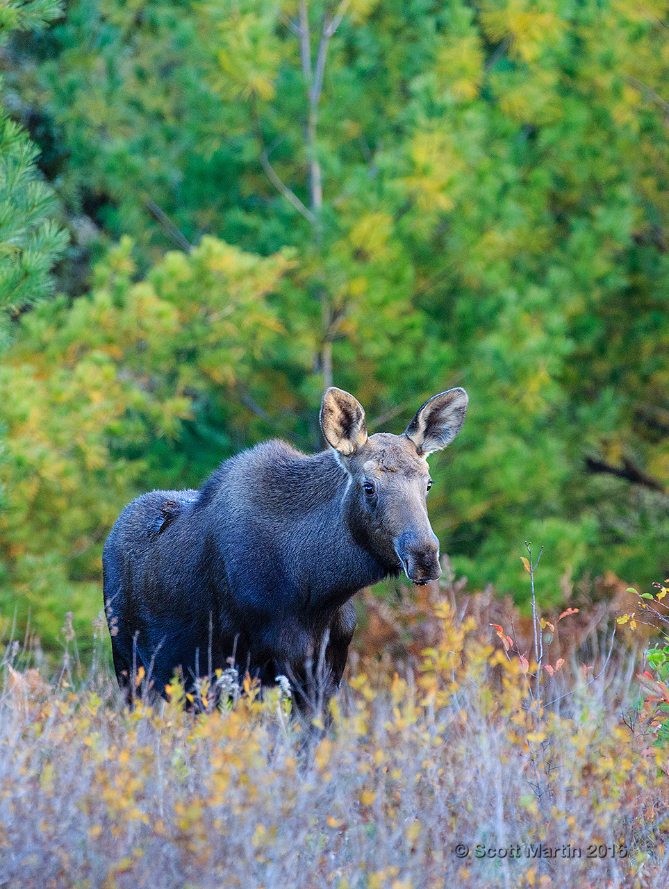 Moose 20160930_0019