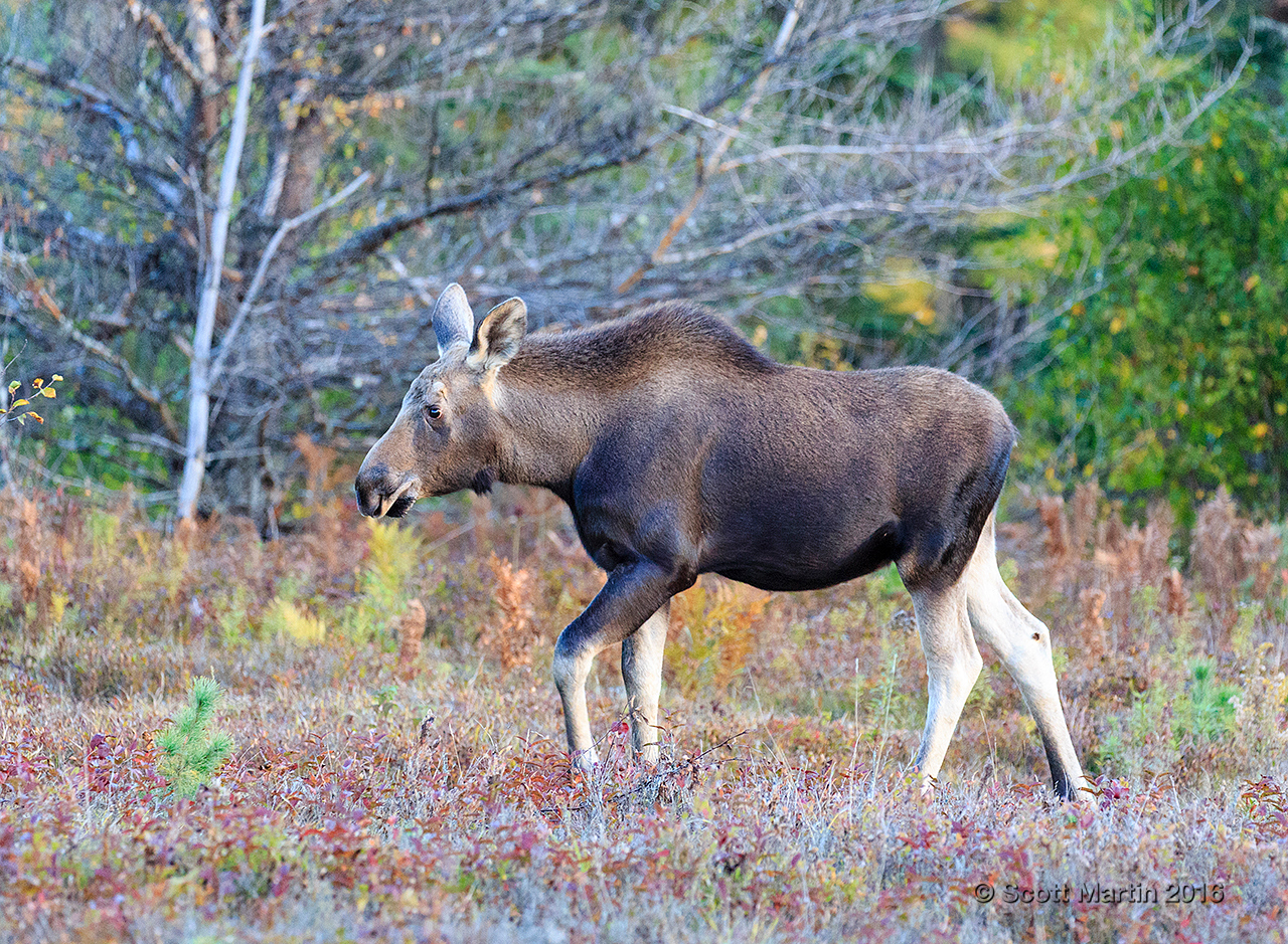 Moose 20160930_0034