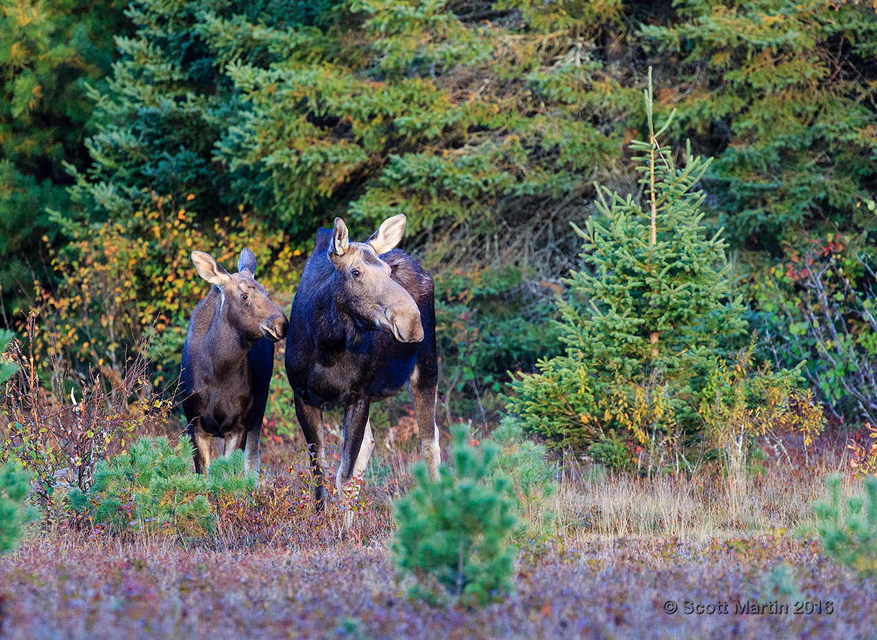 Moose 20160930_0074